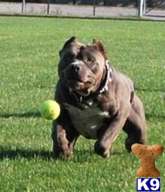 Stud Dogs in MI