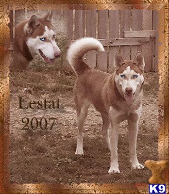 Stud Dogs - Siberian Husky