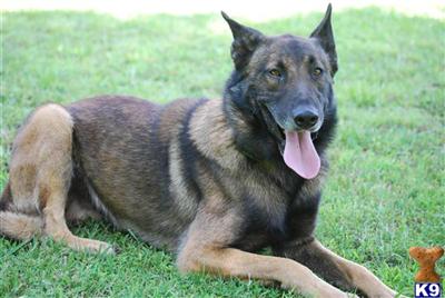 Dogs - Belgian Malinois