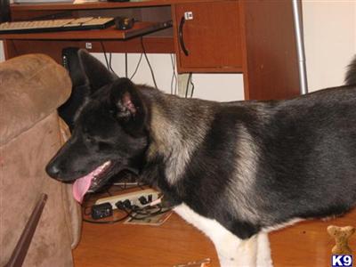 Akita Puppies in AL