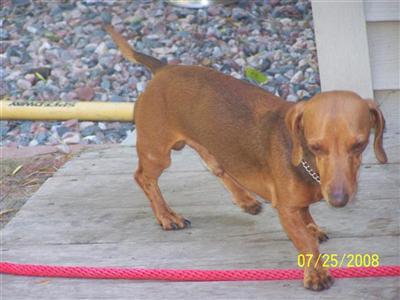 Dogs - Dachshund