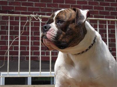 Stud Dogs - American Bulldog