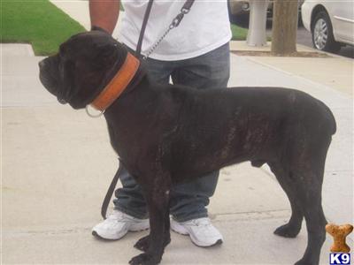 Dogs for Sale