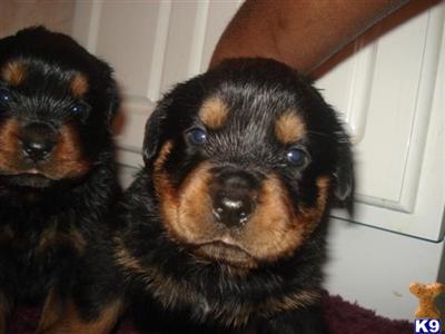 Rottweiler Puppies for Sale