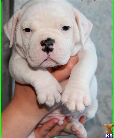 Stud Dog