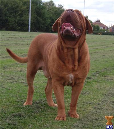 Stud Dogs - Dogue De Bordeaux