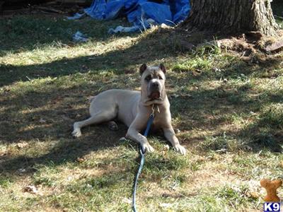 Stud Dogs in MD