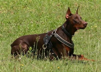 Dogs for Sale in CA