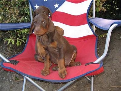 Doberman Pinscher Puppies for Sale