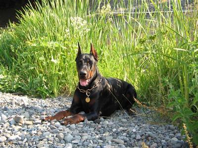 Stud Dogs - Doberman Pinscher