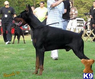 Doberman Pinscher Puppies for Sale