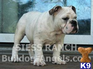 Bulldog Puppies for Sale