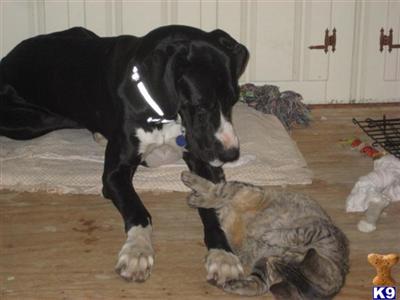 Stud Dogs - Great Dane