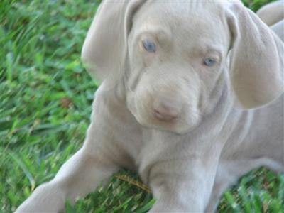 Puppies in NM