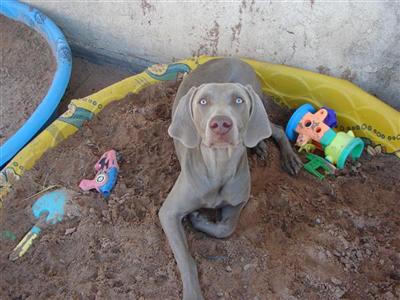 Stud Dogs in NM