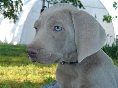 Weimaraner Puppies for Sale