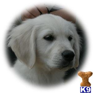 Golden Retriever Puppies for Sale