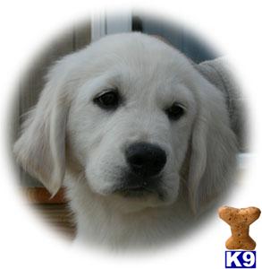 Golden Retriever Puppies for Sale