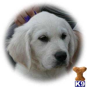 Golden Retriever Puppies for Sale