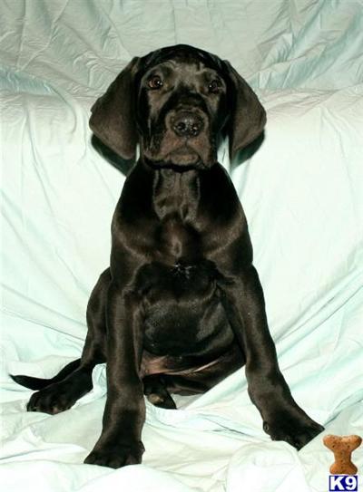 Puppies in ID
