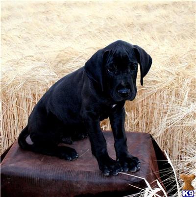 Puppies in ID