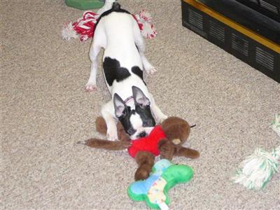 Female Dogs