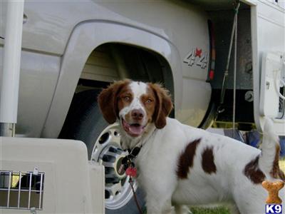 Stud Dogs - Brittany