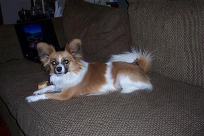 Stud Dogs - Papillon