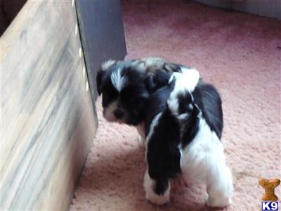 Puppies in ME