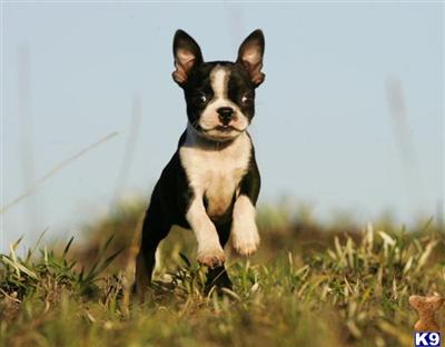 Puppies in CA