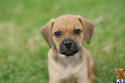 Pug Puppies for Sale