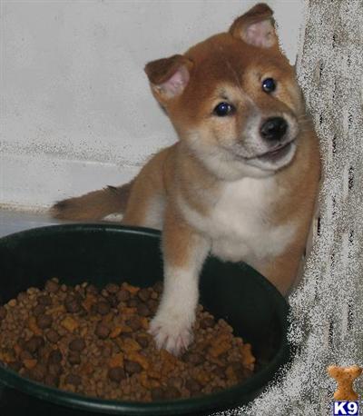 Puppies in CA