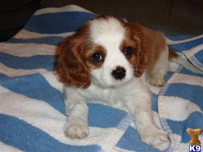 Cavalier King Charles Spaniel Puppies for Sale