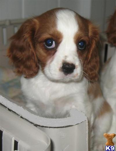 Cavalier King Charles Spaniel Puppies for Sale