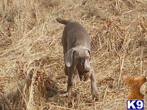 Stud Dogs - Weimaraner