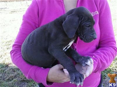 Great Dane Puppies for Sale