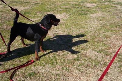 Stud Dogs - Rottweiler