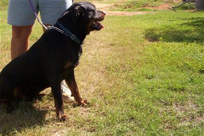 Stud Dogs - Rottweiler