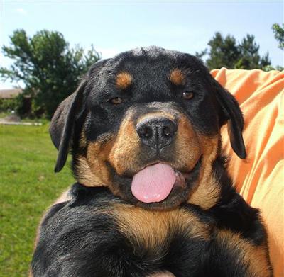Rottweiler Puppies for Sale