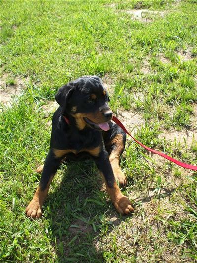 Rottweiler Puppies for Sale