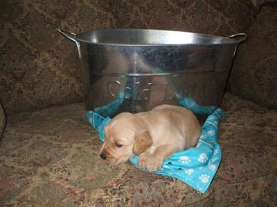 Puppies in OK