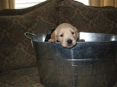 Puppies in OK