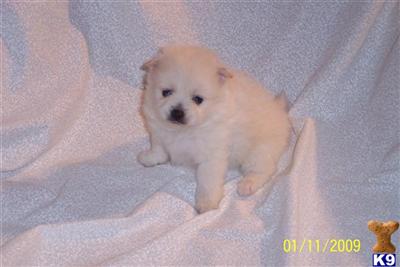 Puppies in FL