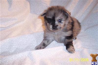 Puppies in FL