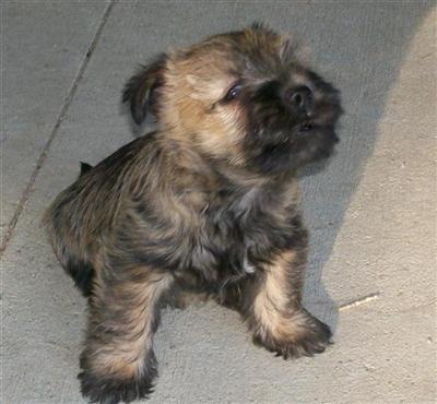 Cairn Terrier Puppies for Sale