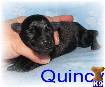 Schnoodle Puppies for Sale