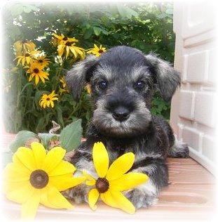 Miniature Schnauzer Puppies for Sale
