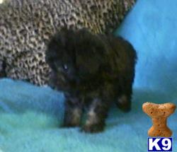 Puppies in Amarillo
