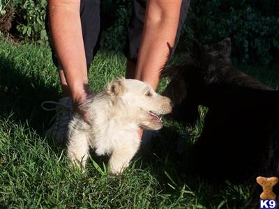 Scottish Terrier Puppies for Sale