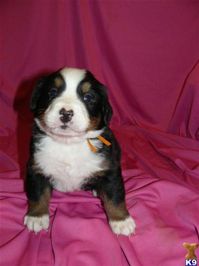 Bernese Mountain Dog Puppies for Sale